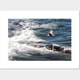 Seagulls flying over the waves, Seahouses, Northumberland, UK Posters and Art